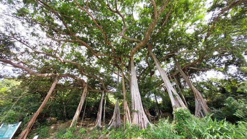 Bài văn thuyết minh về cây đa - mẫu 3