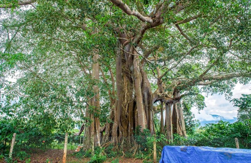 Bài văn thuyết minh về cây đa - mẫu 4