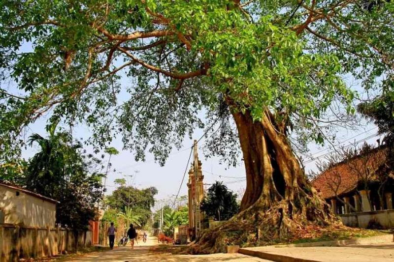 Bài văn thuyết minh về cây đa - mẫu 7