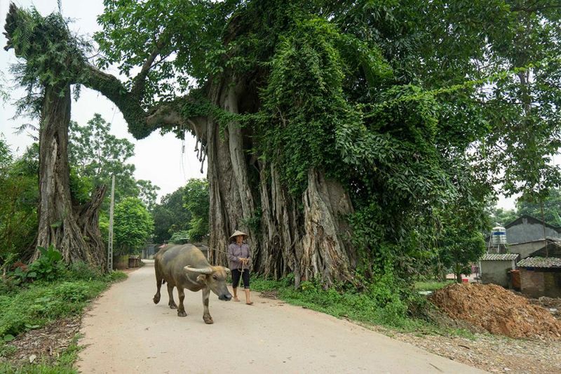 Bài văn thuyết minh về cây đa - mẫu 8