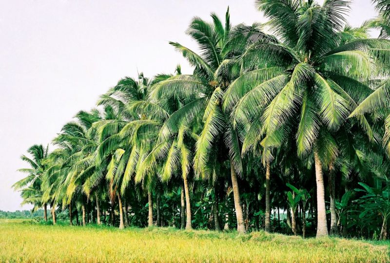 Bài văn thuyết minh về Cây dừa số 7