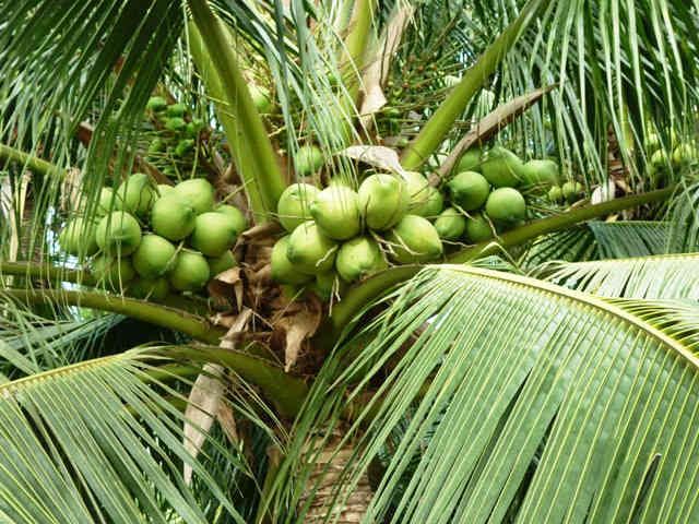 Thuyết minh về loại cây ăn quả - Cây Dừa
