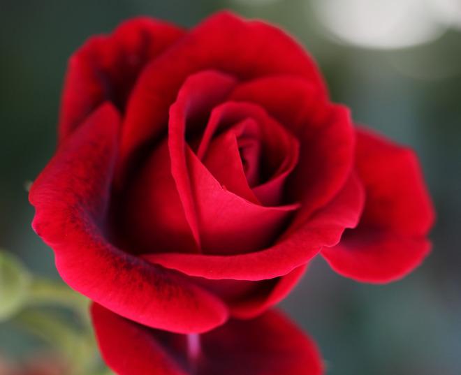 Bài văn thuyết minh về Cây hoa hồng số 2