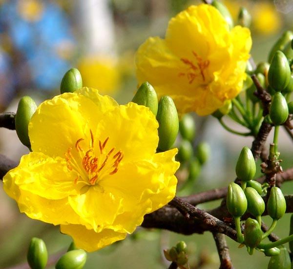 Cây Mai ngày Tết: Đây là hình ảnh của cây Mai ngày Tết, khi hoa Mai nở rực rỡ và tươi tắn, tạo nên một khung cảnh thật phấn khởi và độc đáo. Hãy tìm hiểu thêm về cây Mai và ý nghĩa của nó trong ngày Tết ngay trong hình ảnh này!