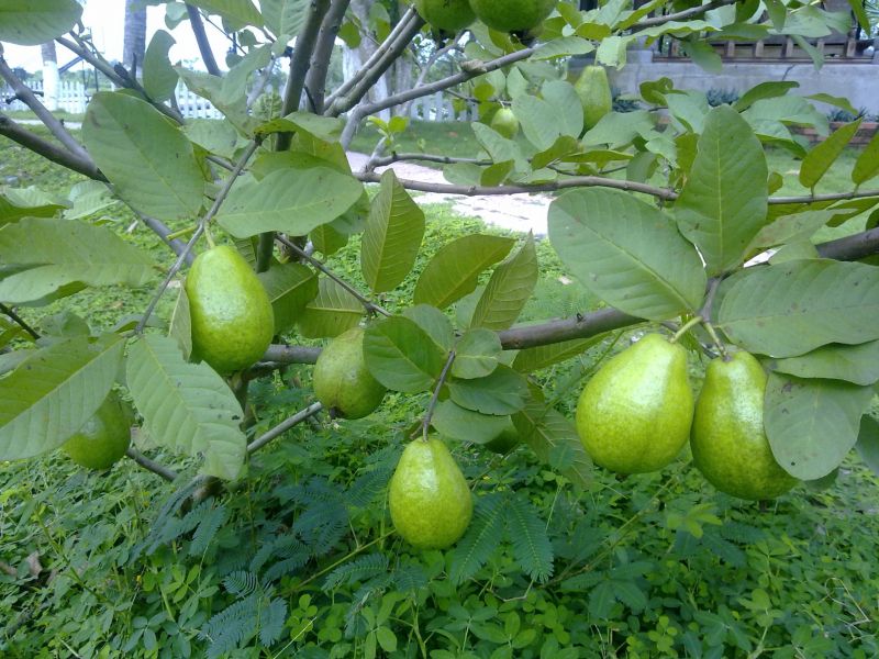 Bài văn thuyết minh về cây ổi