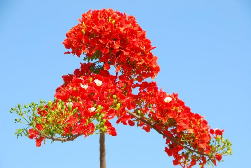 Top 17 Bài văn tả cây phượng và hoa phượng hay nhất  toplistvn