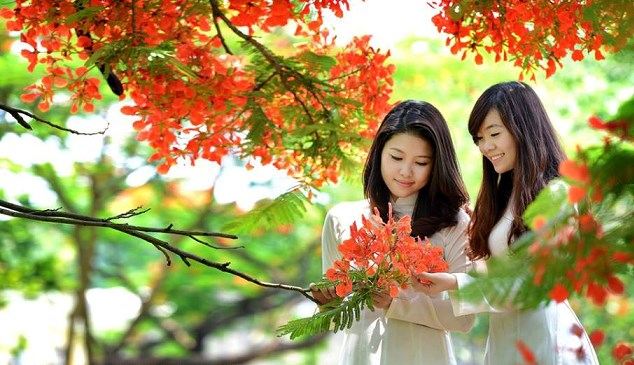 Top 17 Bài văn tả cây phượng và hoa phượng hay nhất - Toplist.vn