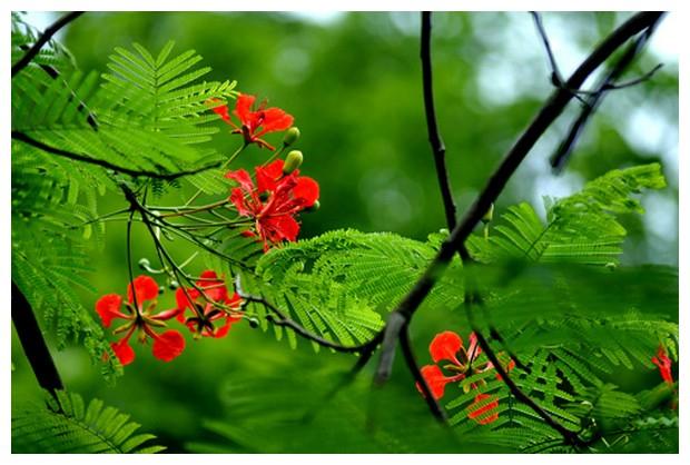 Top 17 Bài văn tả cây phượng và hoa phượng hay nhất - toplist.vn