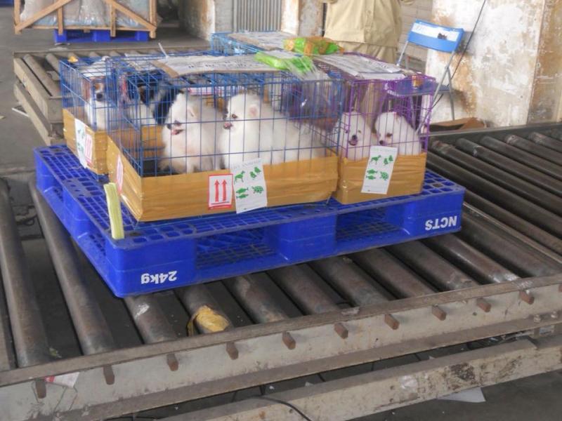 Dịch vụ vận chuyển thú cưng tại Bảo Linh Express