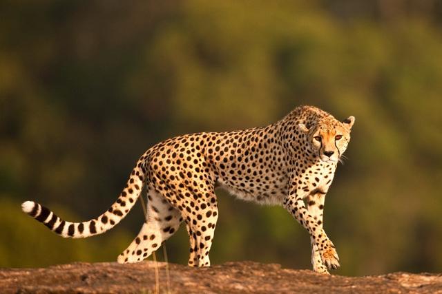 Báo Cheetah