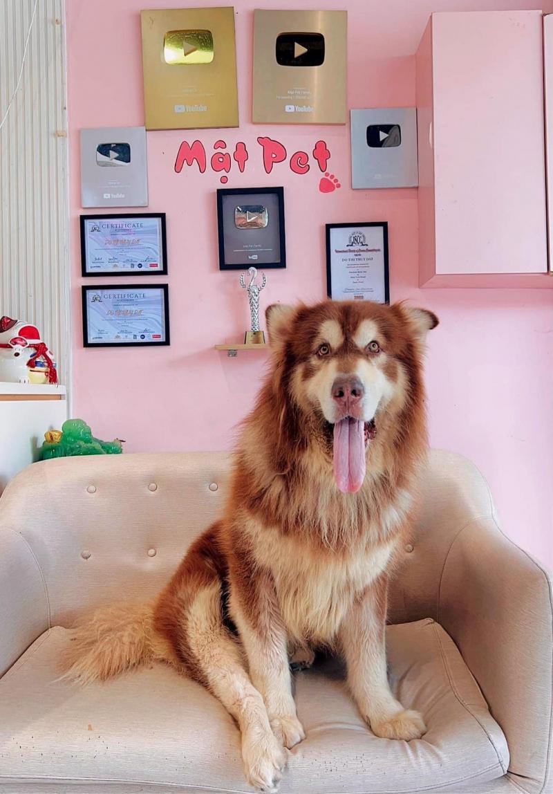 Mật Pet family - Spa & Pet Shop