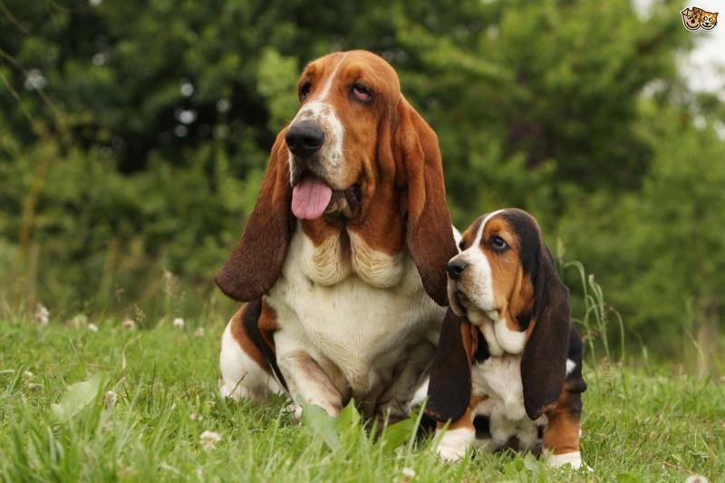 Basset Hound