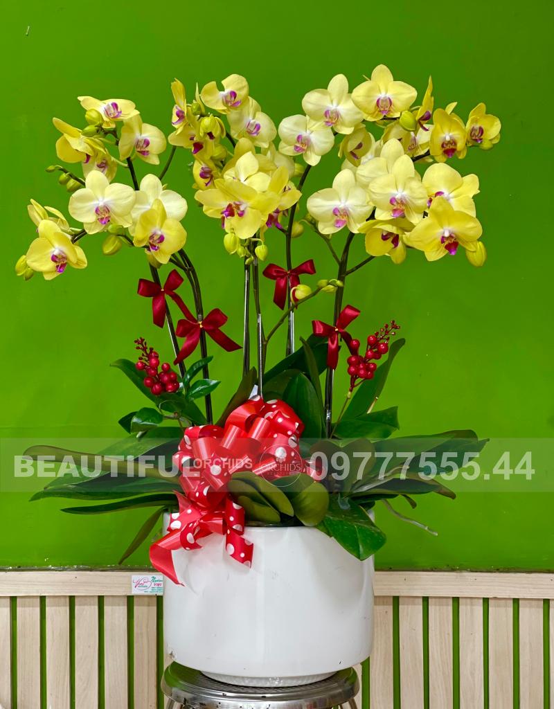 Beautiful Orchids