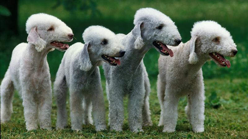 Chó sục Bedlington