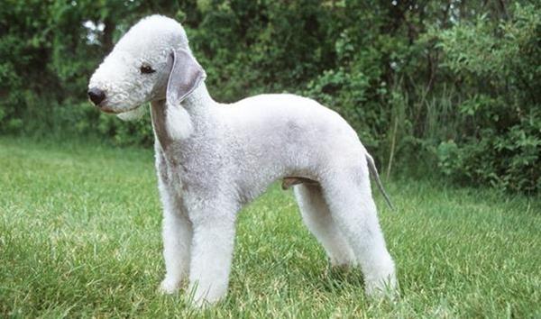 Chó sục Bedlington