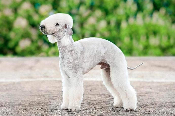 Chó sục Bedlington