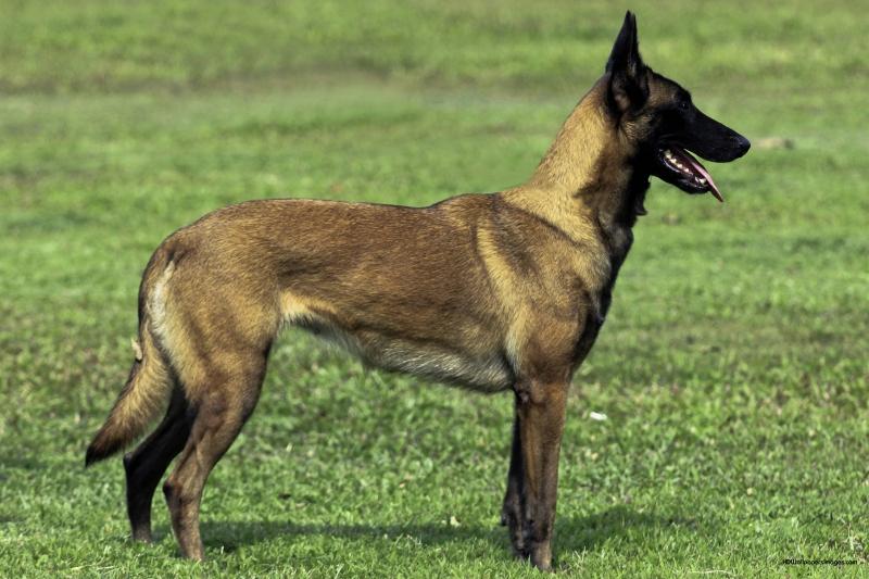 Belgian Malinois có cơ thể thon gọn, linh hoạt