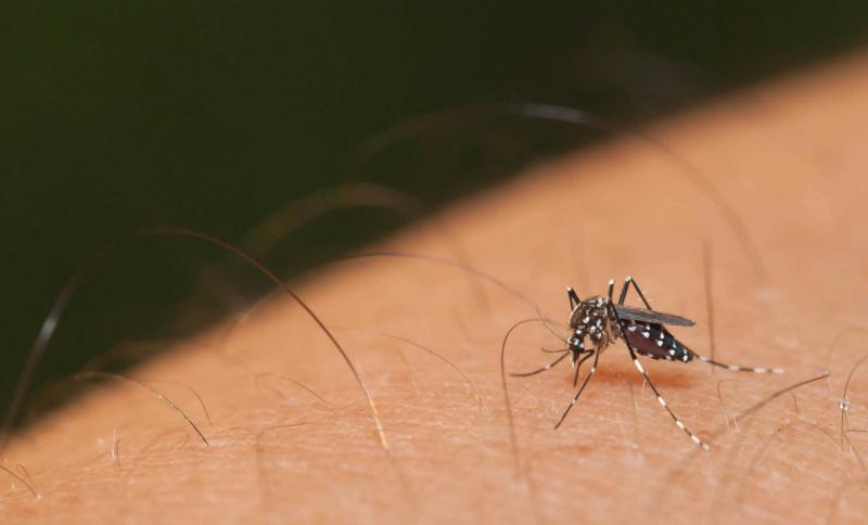 Muỗi vằn là nguyên nhân lây lan bệnh, truyền virus Dengue từ người bệnh sang người khỏe mạnh.