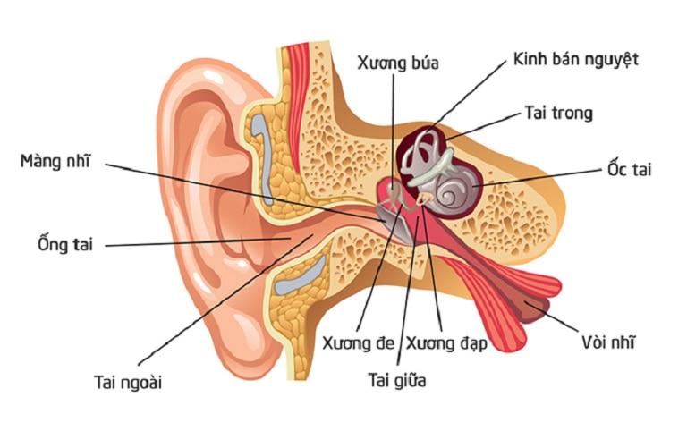 Cấu tạo của tai