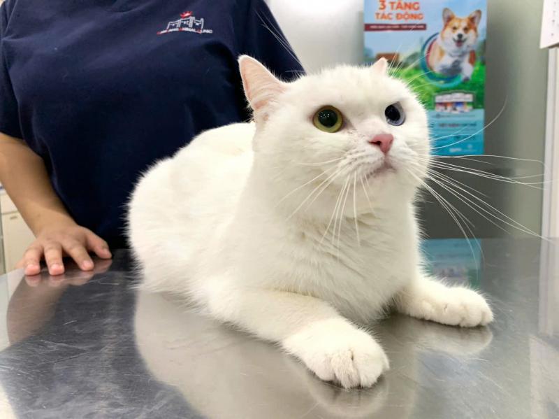 Bệnh Viện Samyang Animal Clinic