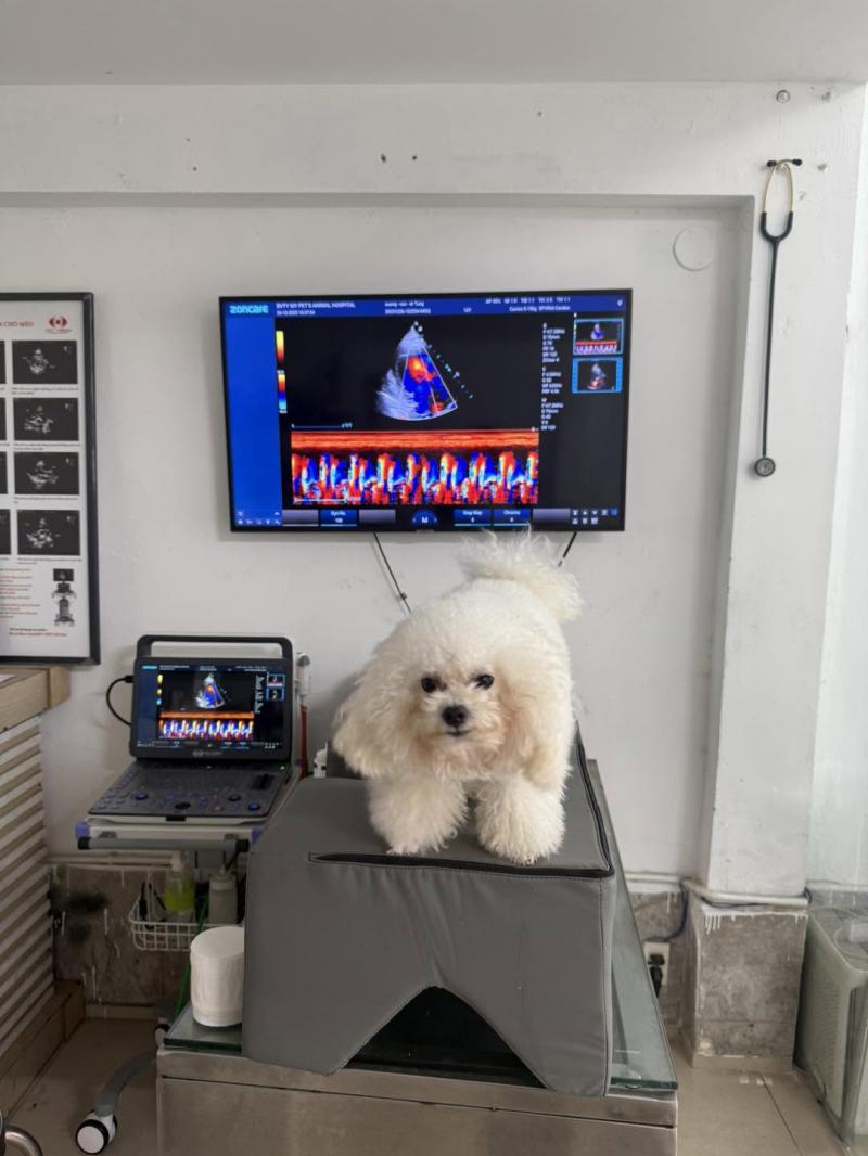 Phòng Khám Thú Y 24H Đà Nẵng - My Pet Clinic