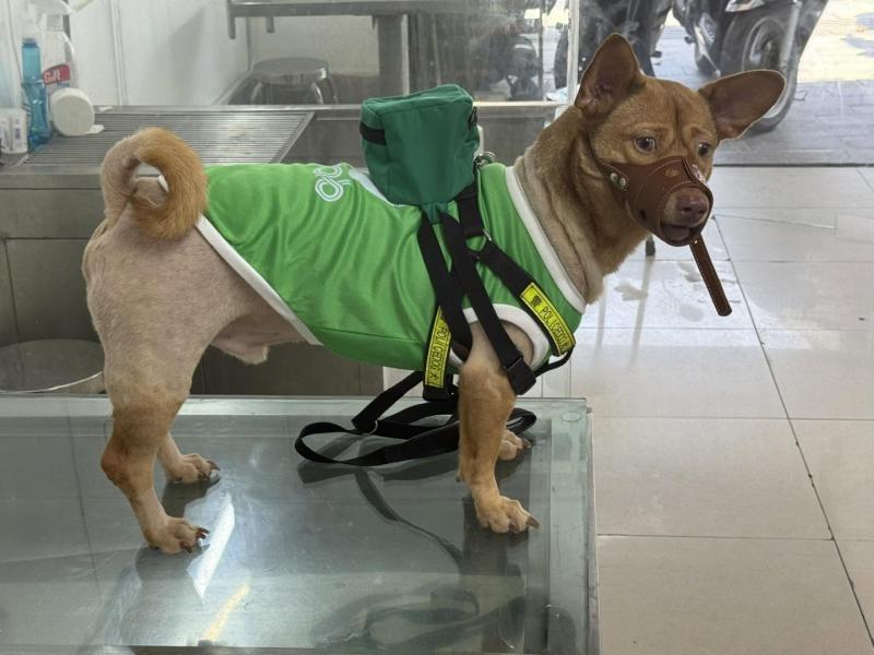 Phòng Khám Thú Y 24H Đà Nẵng - My Pet Clinic