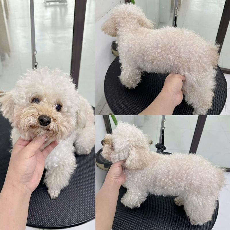 Bệnh viện thú ý Kinh Bắc Từ Sơn