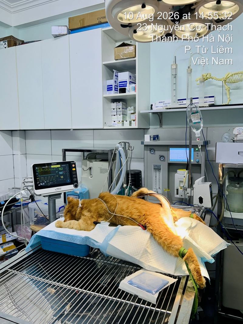 Bệnh Viện Thú Y Mỹ Đình