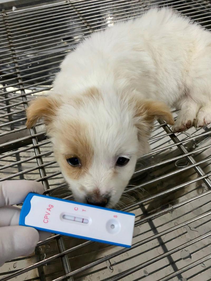 Bệnh viện Thú y Pet Chop Thuận Thành