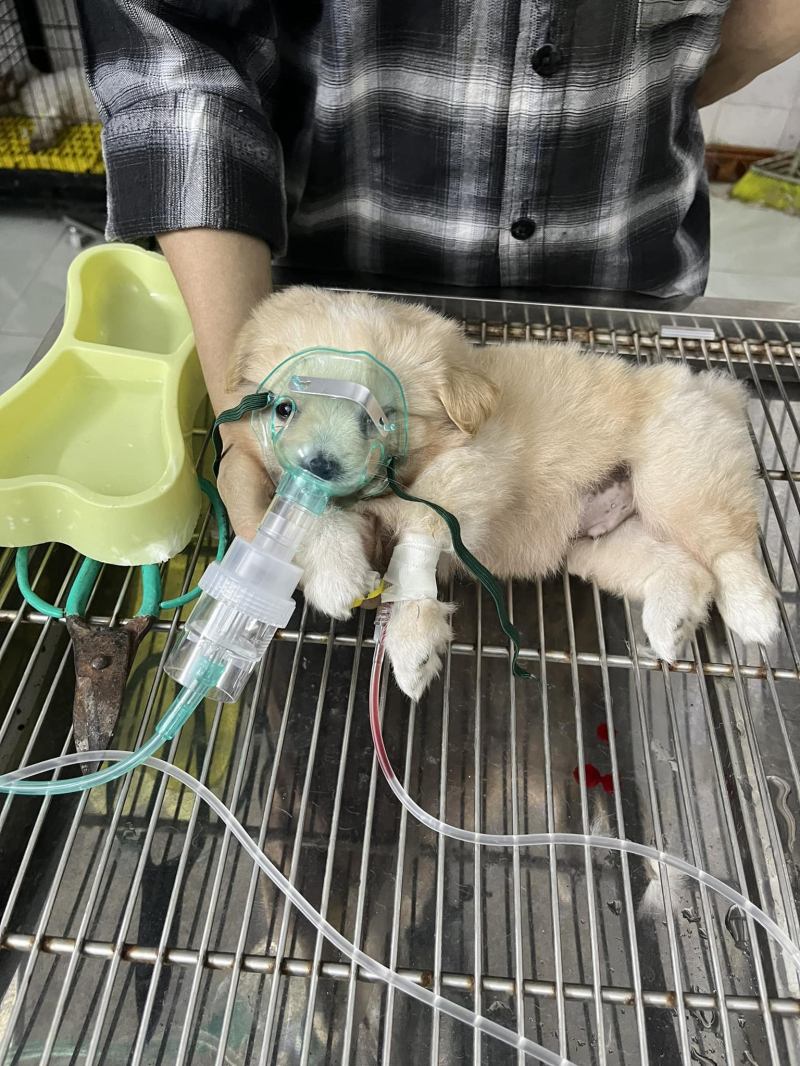 Bệnh viện Thú y Pet Chop Thuận Thành