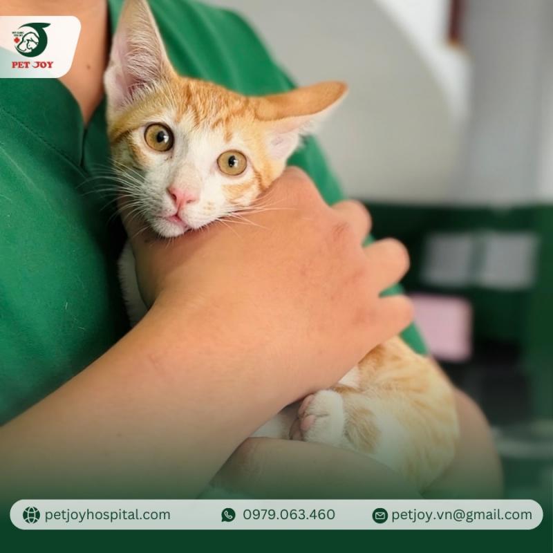 Phòng Khám Thú Y Pet Joy