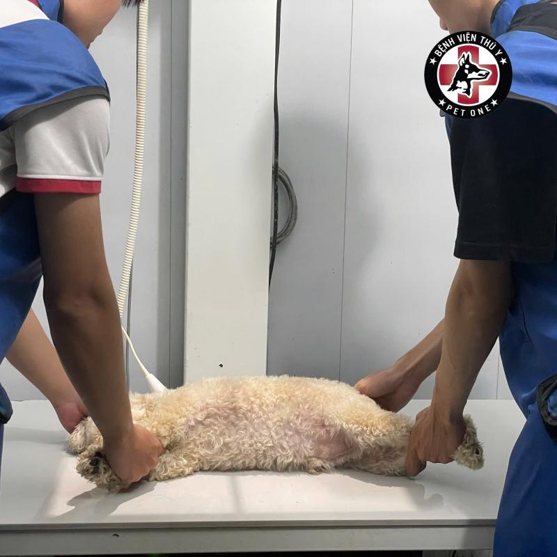 Bệnh Viện Thú Y Pet One Long Biên