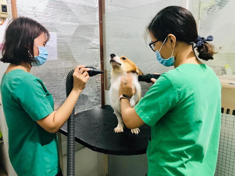 Bệnh Viện Thú Y PETCARE