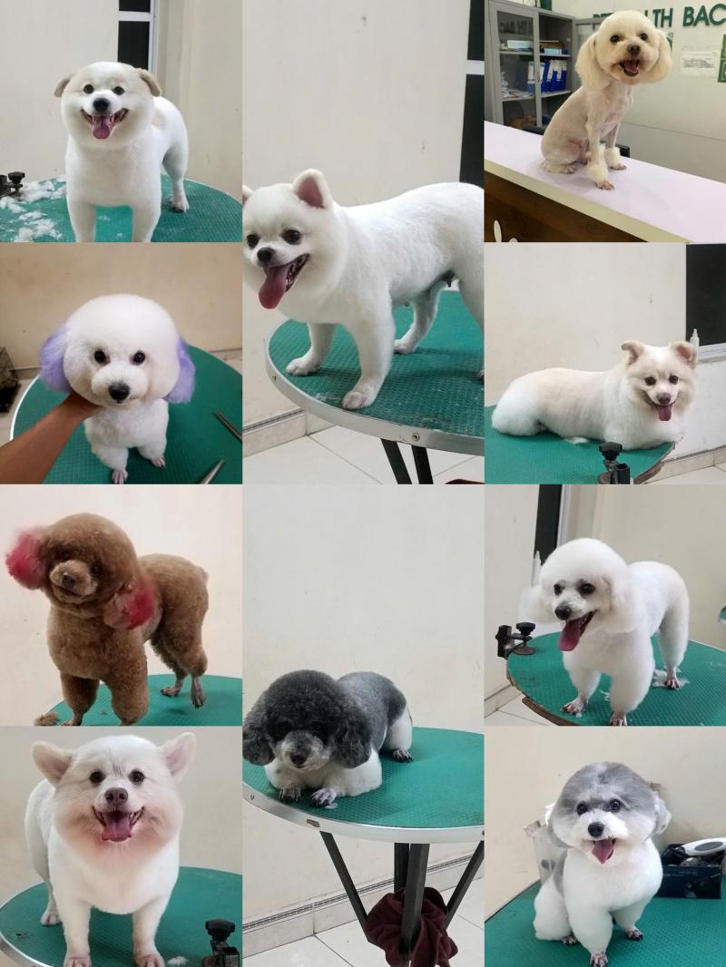 Bệnh viện thú y PetHealth Bắc Ninh