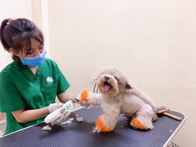 Bệnh viện thú y Pethealth Nam Định