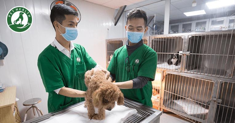 Bệnh viện Thú y PetHealth Vinh