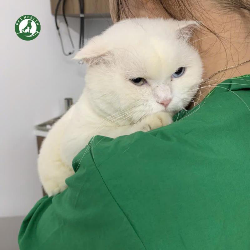 Bệnh Viện Thú Y Pethealth Vinh