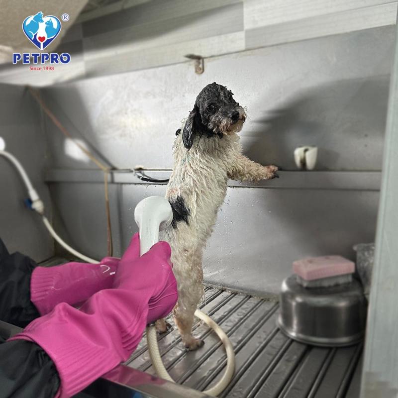 Bệnh Viện Thú-Y PetPro