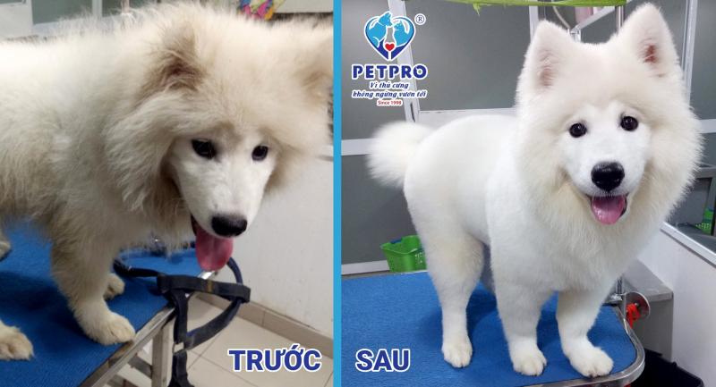 Bệnh Viện Thú-Y PetPro