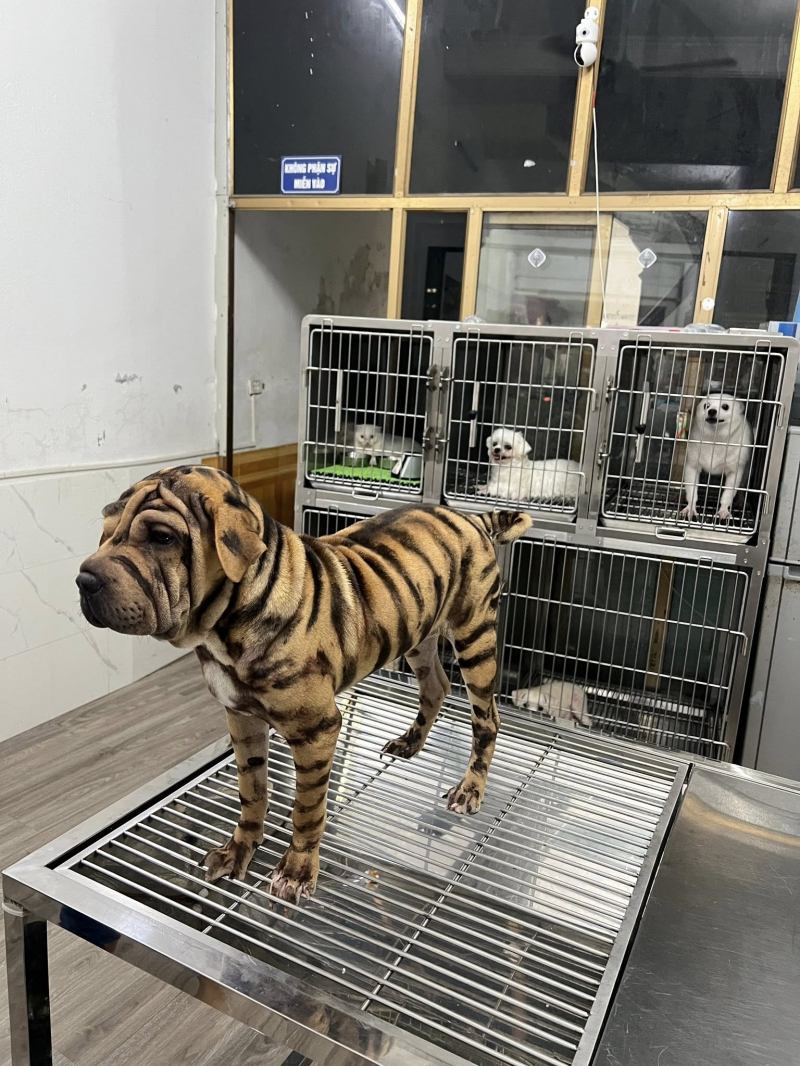 Bệnh Viện Thú Y Thanh Lâm Vet Hospital Bắc Ninh