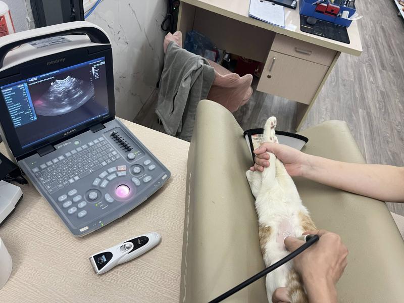 Bệnh Viện Thú Y Thanh Lâm Vet Hospital Bắc Ninh