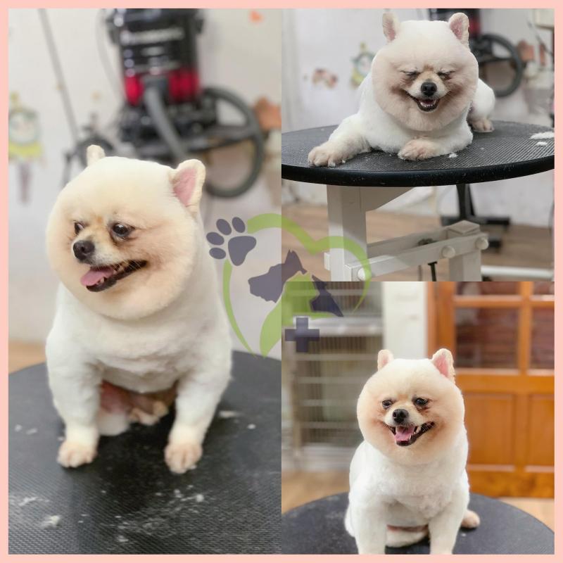 Bệnh Viện Thú Y Thành Phố Vinh