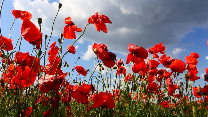 The Red Poppy - National flower of Belgium