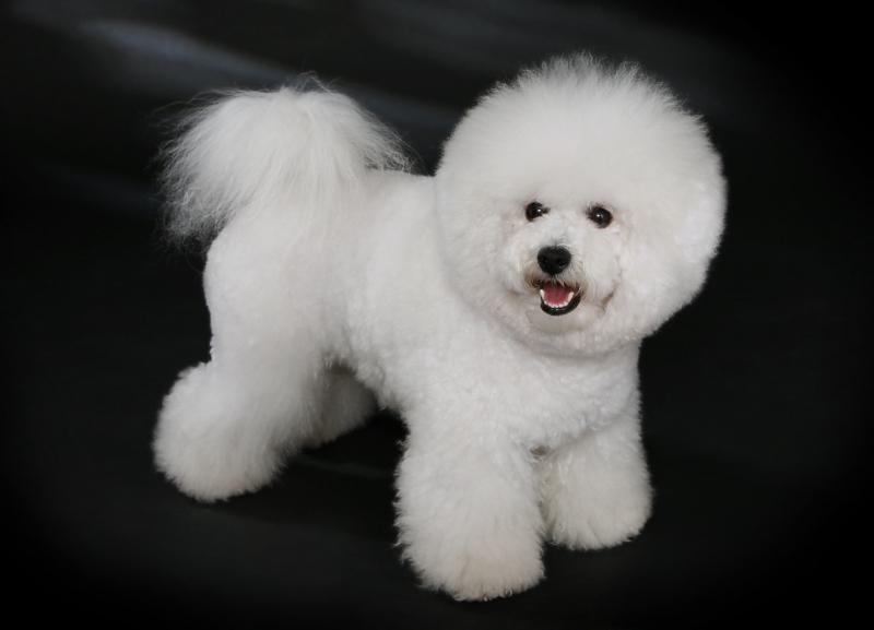 ﻿  Bichon Frise có thân hình nhỏ gọn, khuôn mặt búp bê