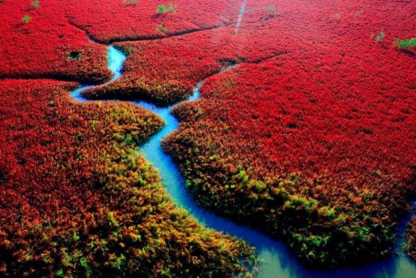 Sở dĩ biển Đỏ trở thành địa điểm giống như ở ngoài hành tinh là bởi những loài thực vật màu đỏ rực rỡ mọc hai bên bờ