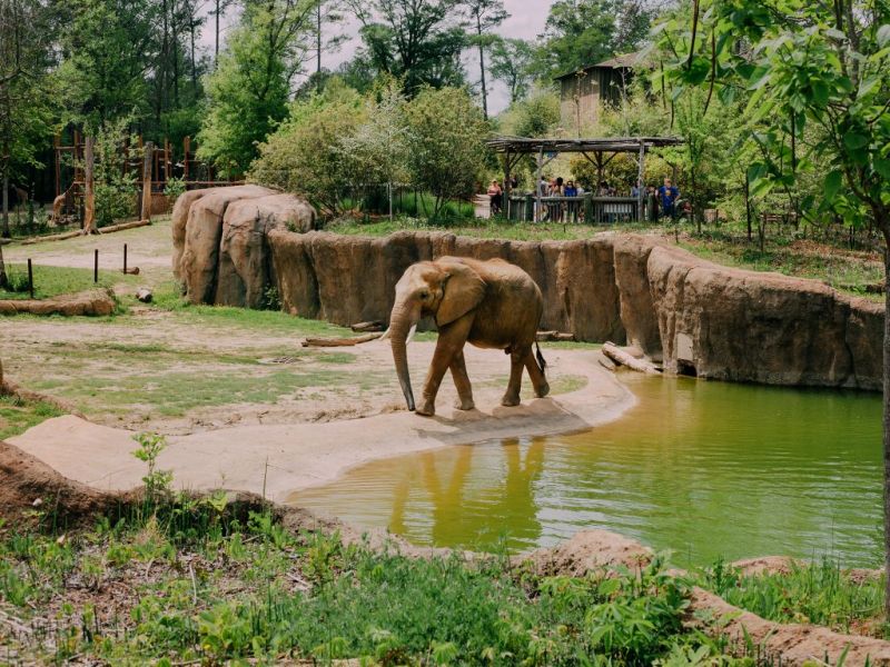 Hình ảnh từ Birminghamzoo