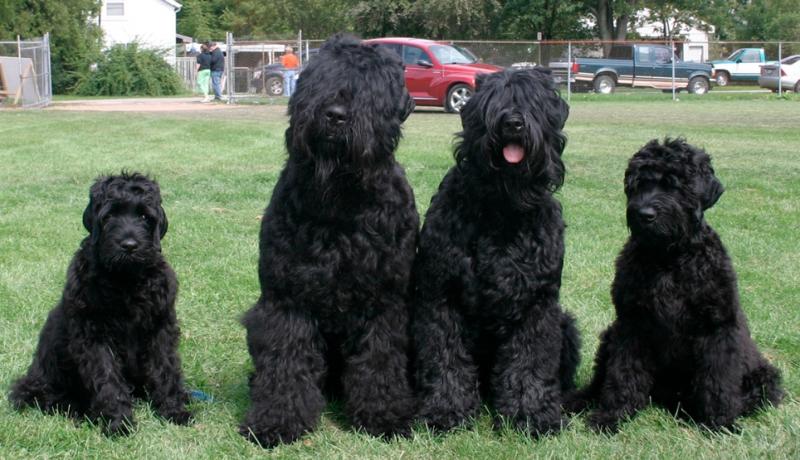 Chó Black Russian Terrier ở Nga