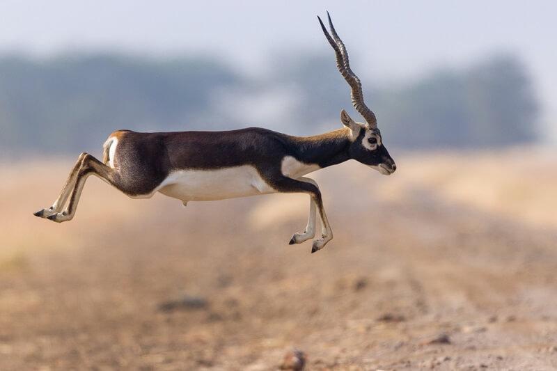 Blackbuck