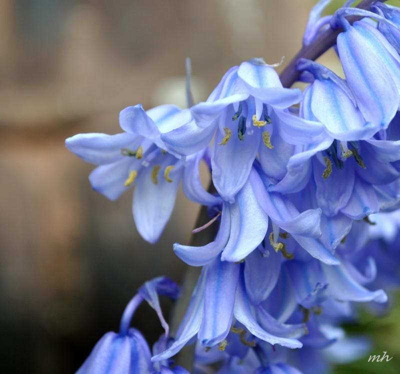 Blue Bells giống như những quả chuông tím treo trong thiên nhiên