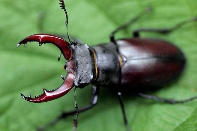 thú nuôi đắt nhất thế giới bọ cánh cứng với thiết kế cơ thể kỳ lạ